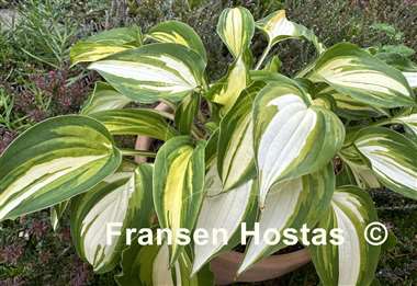 Hosta Happy Hour